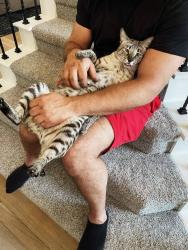 Lost Male Cat last seen Cottonwood Creek Elem, Coppell, TX 75019