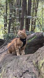 Reunited Male Cat last seen On Judd trail , Honolulu, HI 96817