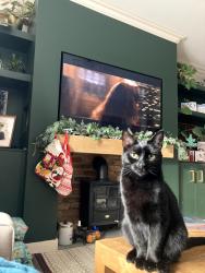 Lost Male Cat last seen Haddenham Garden Centre, Haddenham, England HP17 8FR