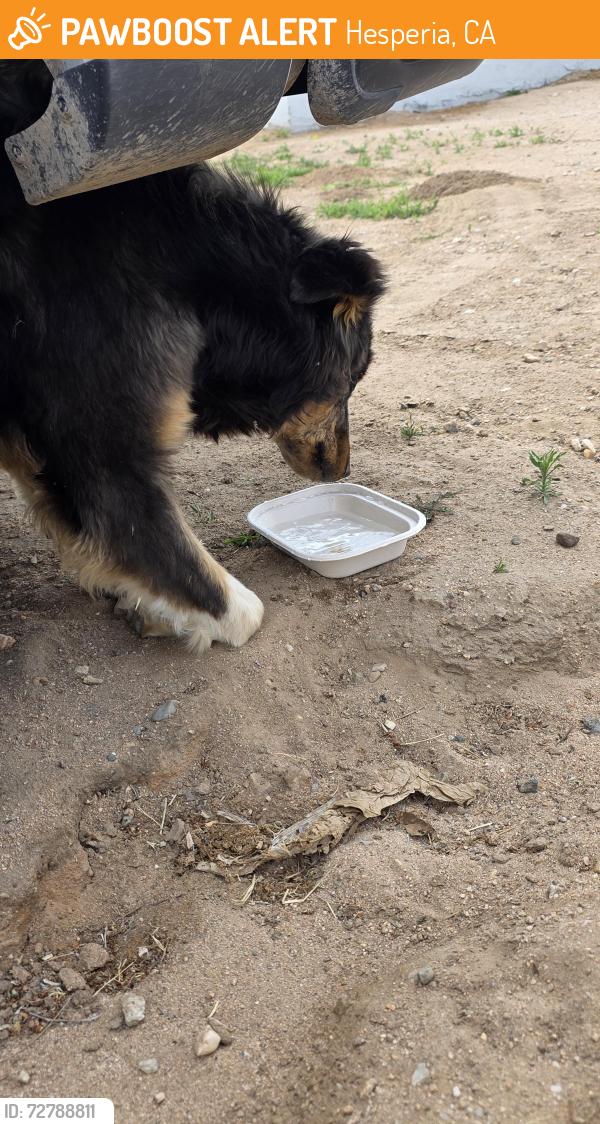 Found/Stray Unknown Dog last seen Lime street Park, Hesperia, CA 92345