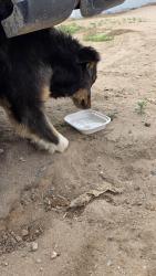 Found/Stray Unknown Dog last seen Lime street Park, Hesperia, CA 92345