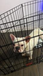 Found/Stray Unknown Dog last seen Fuerte Avenue, McAllen, TX 78504