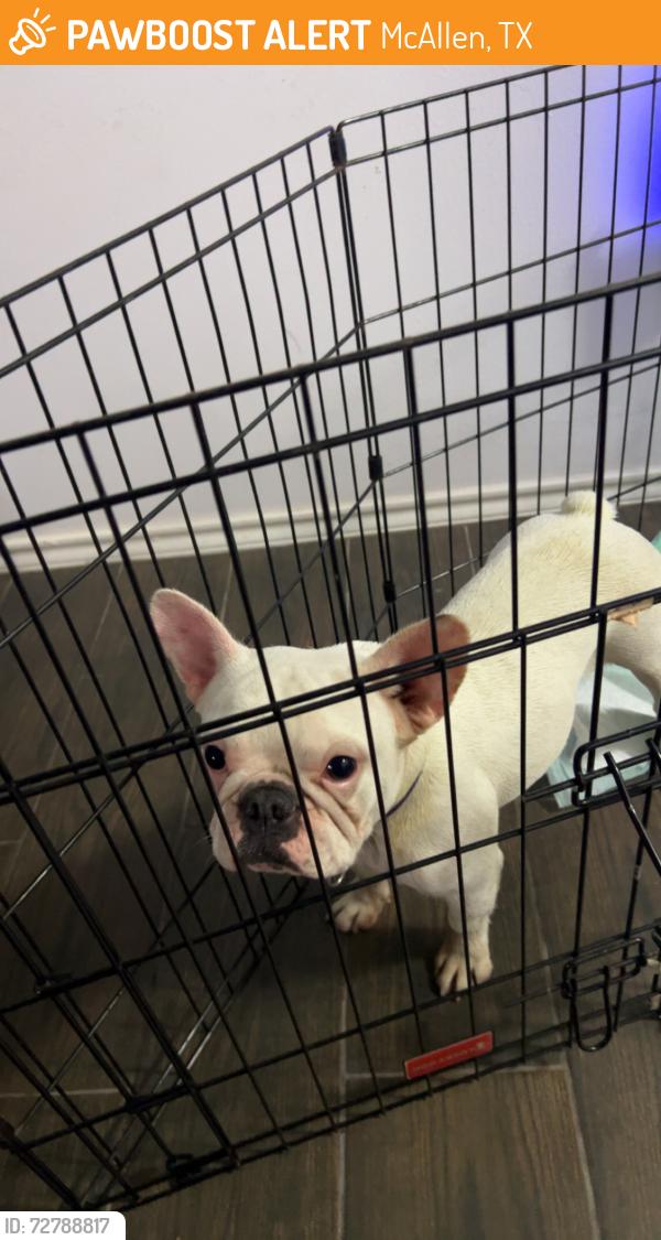 Found/Stray Unknown Dog last seen Fuerte Avenue, McAllen, TX 78504