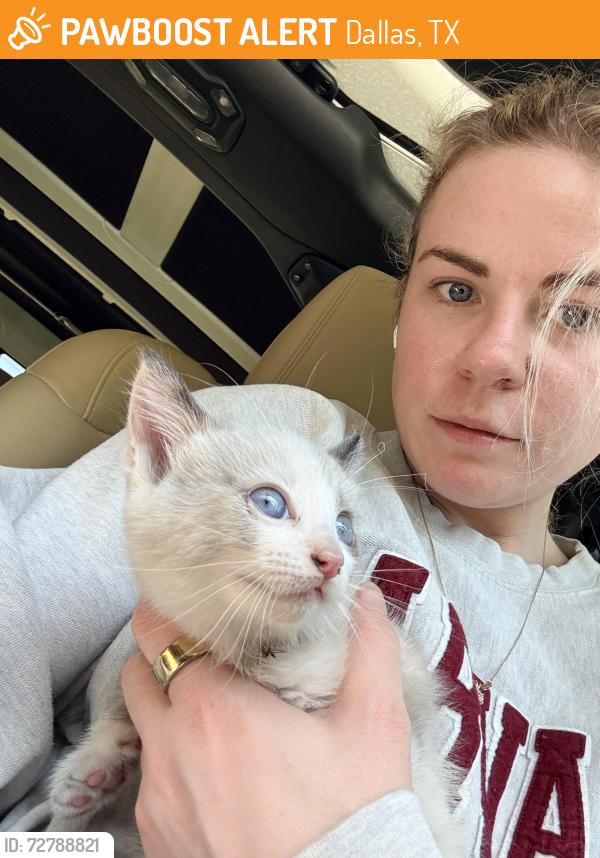 Found/Stray Unknown Cat last seen Healey and Ferguson , Dallas, TX 75228
