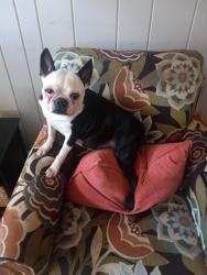 Lost Male Dog last seen Hwy 5 Douglasville across from Martin's Restaurant, Douglasville, GA 30135