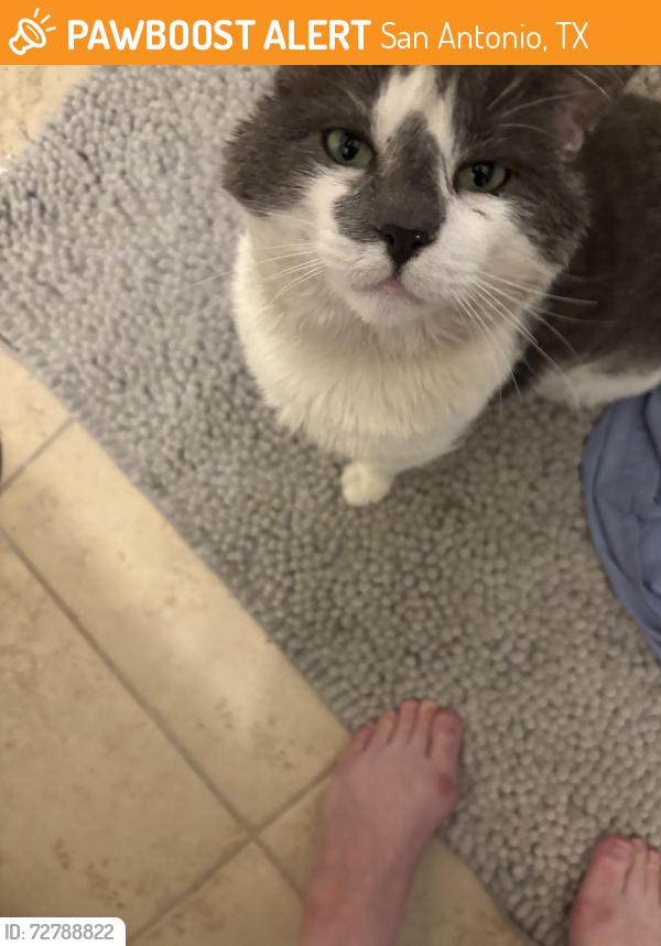 Found/Stray Female Cat last seen Cedarcreek Trail, San Antonio, TX 78254