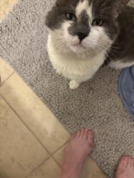 Found/Stray Female Cat last seen Cedarcreek Trail, San Antonio, TX 78254