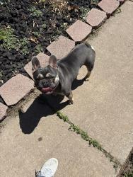 Found/Stray Male Dog last seen 89th S Penn, Oklahoma City, OK 73159
