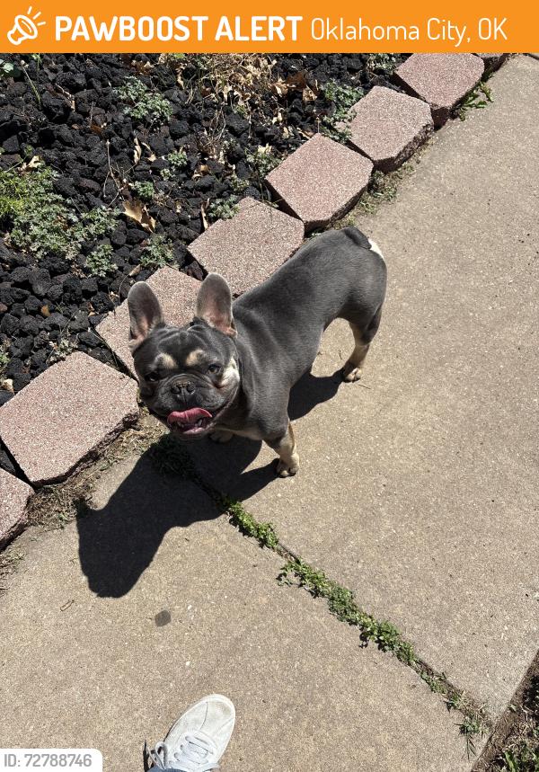 Found/Stray Male Dog last seen 89th S Penn, Oklahoma City, OK 73159
