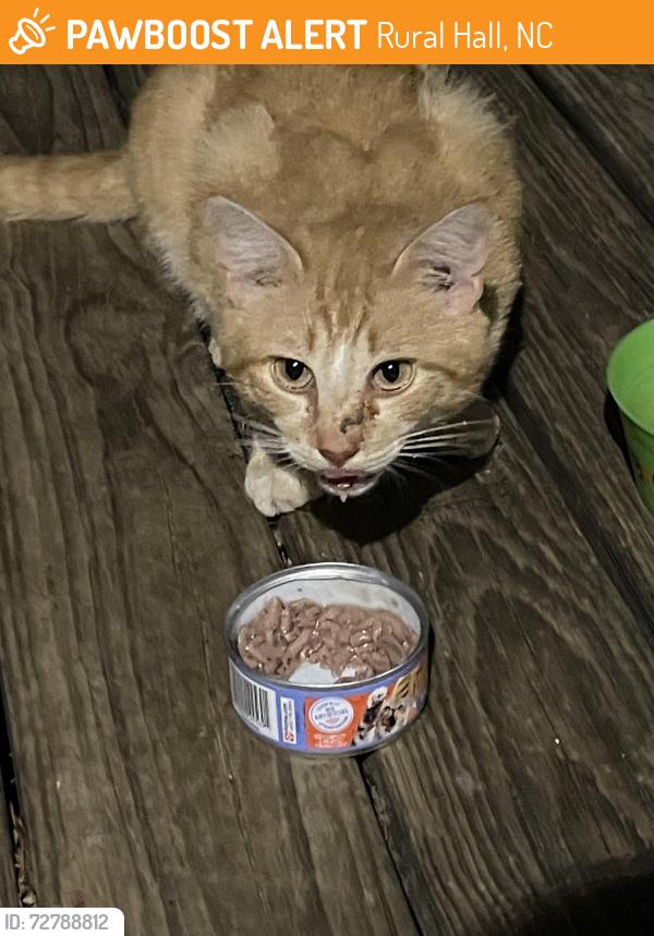 Found/Stray Unknown Cat last seen Shabour blvd. and Stanleyville Dr., Rural Hall, NC 27045