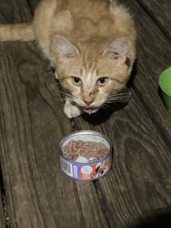 Found/Stray Unknown Cat last seen Shabour blvd. and Stanleyville Dr., Rural Hall, NC 27045