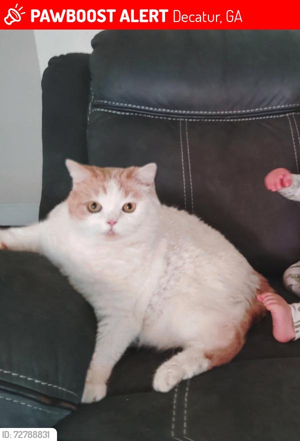 Lost Male Cat last seen Wesley Chapel , Decatur, GA 30035