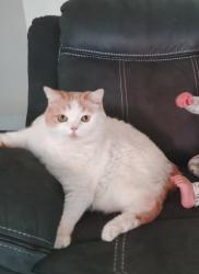 Lost Male Cat last seen Wesley Chapel , Decatur, GA 30035