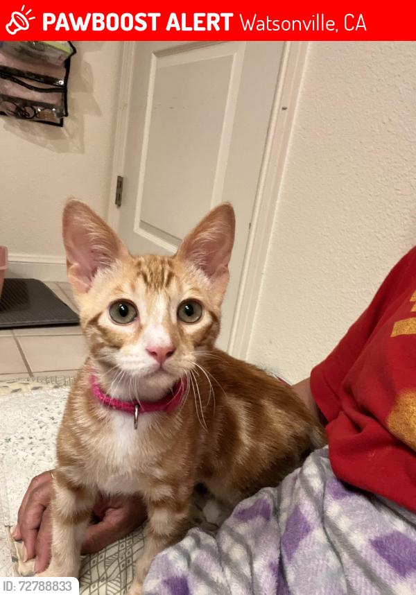 Lost Male Cat last seen Paulsen Road, Watsonville, CA 95076