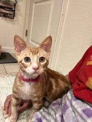 Lost Male Cat last seen Paulsen Road, Watsonville, CA 95076