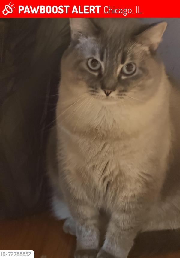 Lost Female Cat last seen Human and saint Louis , Chicago, IL 60624
