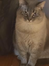 Lost Female Cat last seen Human and saint Louis , Chicago, IL 60624