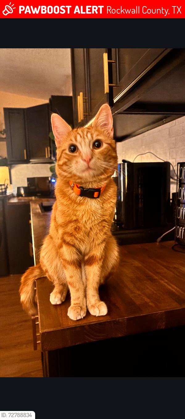 Lost Male Cat last seen Sh-205, Smoke Monkey, Italian Village Pizza, Rockwall County, TX 75032