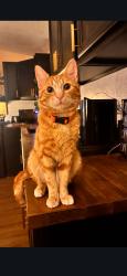 Lost Male Cat last seen Sh-205, Smoke Monkey, Italian Village Pizza, Rockwall County, TX 75032