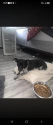 Reunited Male Dog last seen Se 54th street , Oklahoma City, OK 73135