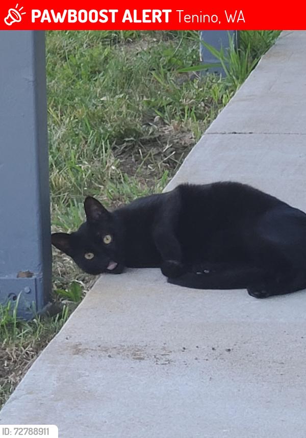 Lost Male Cat last seen Knolls road, Tenino, WA 98589