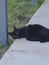 Lost Male Cat last seen Knolls road, Tenino, WA 98589