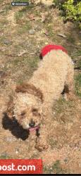 Lost Female Dog last seen Near darel st camps spring , Camp Springs, MD 20746