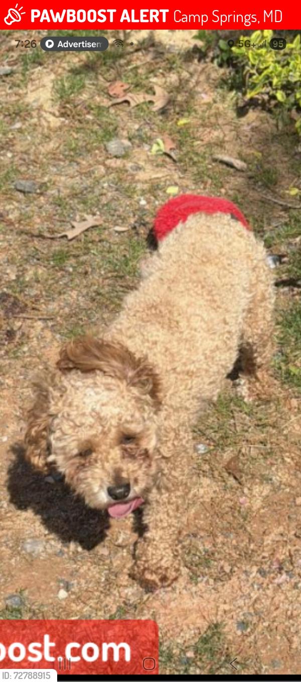 Lost Female Dog last seen Near darel st camps spring , Camp Springs, MD 20746