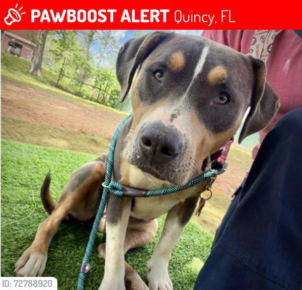 Lost Female Dog last seen Carter Rd, Quincy, FL 32351