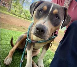Lost Female Dog last seen Carter Rd, Quincy, FL 32351