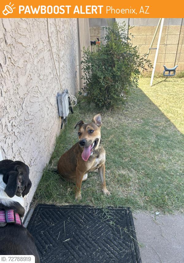 Found/Stray Female Dog last seen Near St and McDowell, Phoenix, AZ 85006