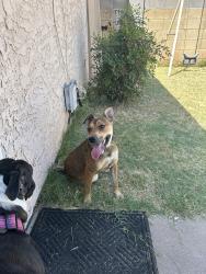 Found/Stray Female Dog last seen Near St and McDowell, Phoenix, AZ 85006
