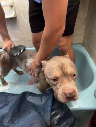 Found/Stray Male Dog last seen Rampart and ashwood , Bayonet Point, FL 34668