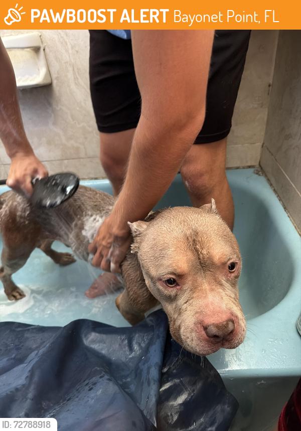 Found/Stray Male Dog last seen Rampart and ashwood , Bayonet Point, FL 34668