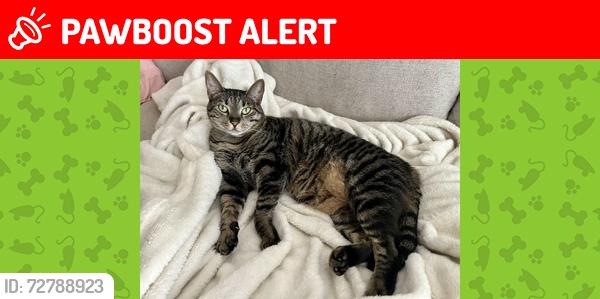 Lost Female Cat last seen imperial blvd behind  Depot , Wappingers Falls, NY 12590