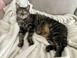 Lost Female Cat last seen imperial blvd behind  Depot , Wappingers Falls, NY 12590