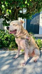 Lost Male Dog last seen Steven L. Josias Dog & Equestrian Park, Southwest Ranches, FL 33332