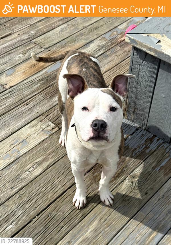 Found/Stray Male Dog last seen S Dye Rd between Calkins Rd and W Court St in Flint Michigan, Genesee County, MI 48532