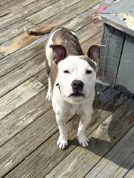 Found/Stray Male Dog last seen S Dye Rd between Calkins Rd and W Court St in Flint Michigan, Genesee County, MI 48532