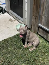 Found/Stray Male Dog last seen Briggs drive , Conroe, TX 77302