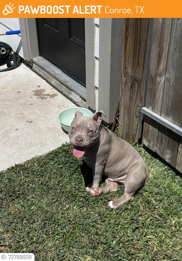 Found/Stray Male Dog last seen Briggs drive , Conroe, TX 77302