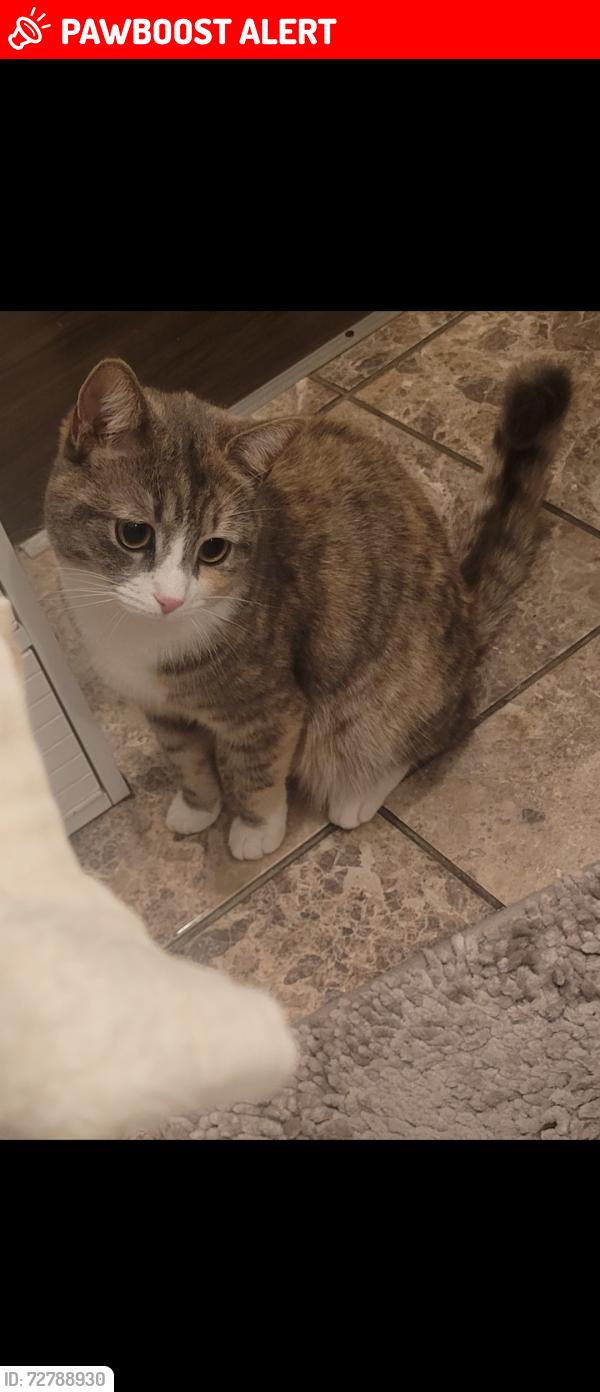 Lost Female Cat last seen Chadwell heath , Greater London, England RM6 4DA