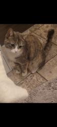 Lost Female Cat last seen Chadwell heath , Greater London, England RM6 4DA