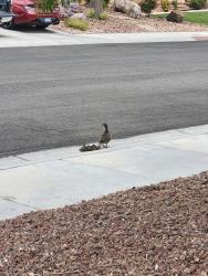 Found/Stray Unknown Bird last seen Lone mountain & cam del oro, Las Vegas, NV 89130