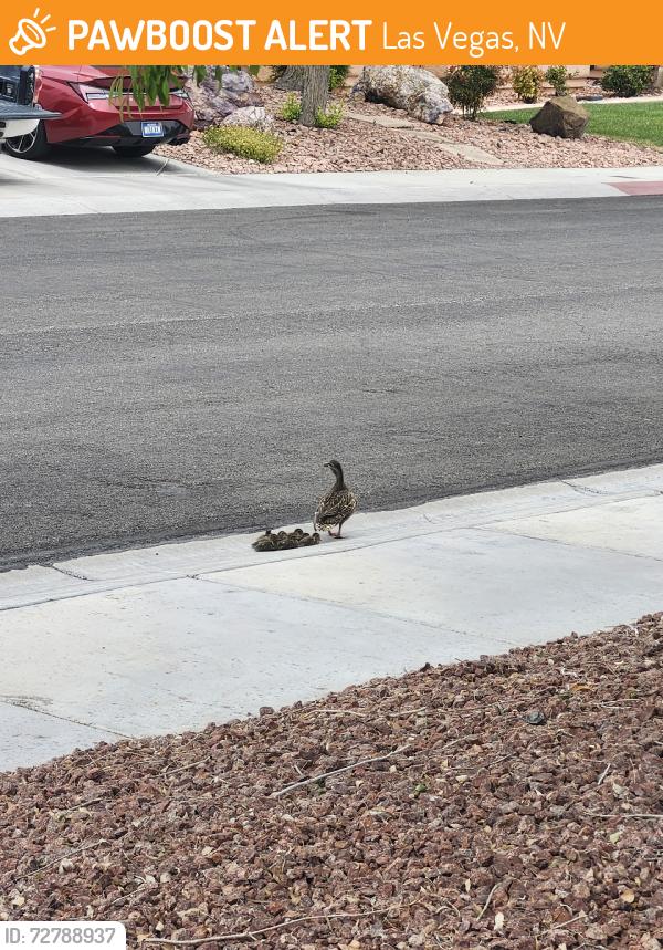 Found/Stray Unknown Bird last seen Lone mountain & cam del oro, Las Vegas, NV 89130
