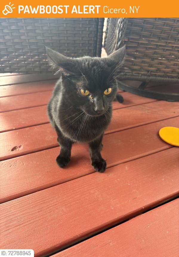 Found/Stray Male Cat last seen Church parkway, north syracuse, ny, Cicero, NY 13212