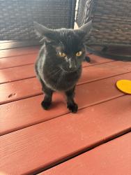 Found/Stray Male Cat last seen Church parkway, north syracuse, ny, Cicero, NY 13212
