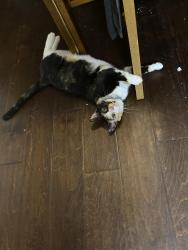 Lost Female Cat last seen ben lambeth rd, Asheboro, NC 27205