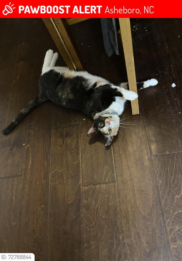 Lost Female Cat last seen ben lambeth rd, Asheboro, NC 27205