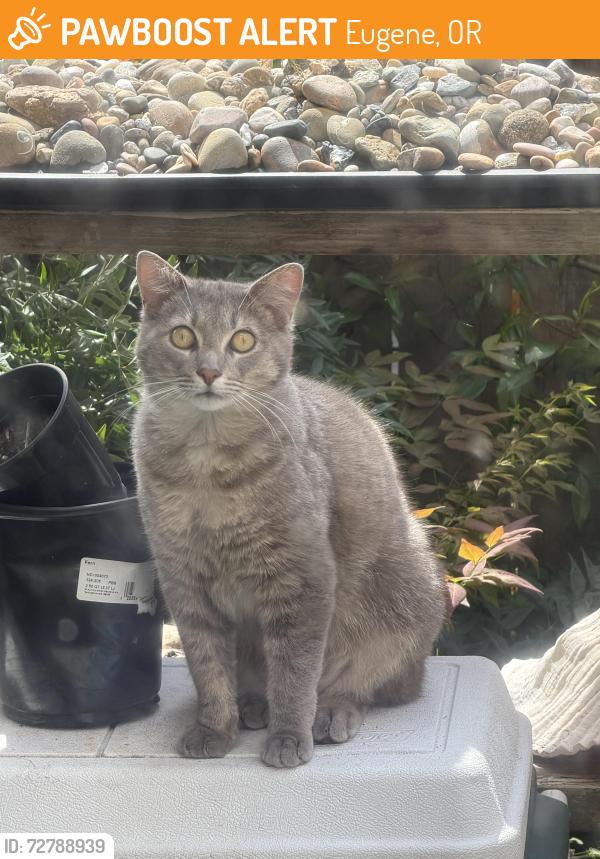 Found/Stray Unknown Cat last seen 18th st , Eugene, OR 97402